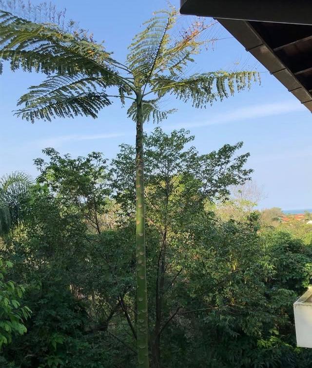 Casa Figueira Na Pedra Hotel Florianópolis Eksteriør billede